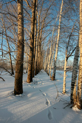 winter landscape with footprints in the snow