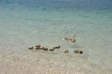 Ente schwimmt mit Küken im klaren Wasser