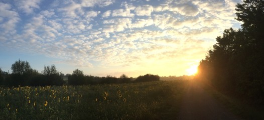 Panorama eines Sonnenaufgangs über einem Sonnenblumenfeld
