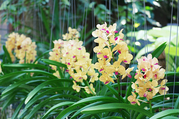 Orchids with tree background.