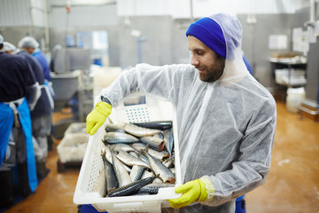 Staff of seafood produstion in coveralls looking at fresh mackerel in plastic box - obrazy, fototapety, plakaty