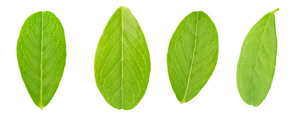 Cranberry leaf set isolated on a white.
