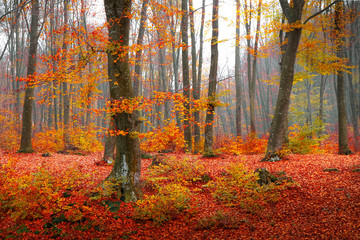 Colorful autumn moment