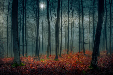 Evening autumn moment