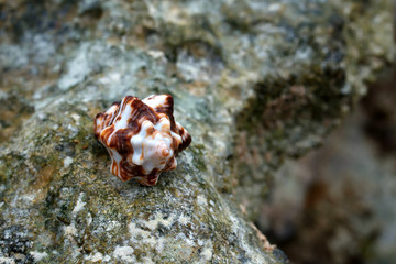 Sea shells on the ground