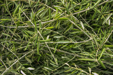 Leaf texture of an olive tree