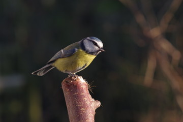 bird tit on branch