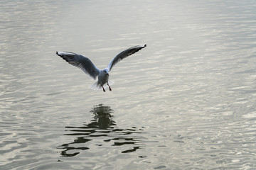 Naklejka premium Vögel am Amersee