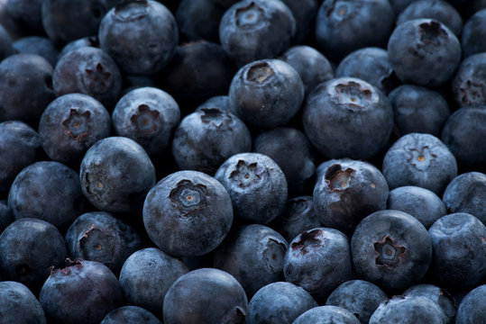 646,040 BEST Blueberries IMAGES, STOCK PHOTOS & VECTORS | Adobe Stock