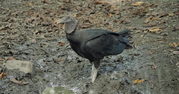 Black Vulture On The Ground, Costa Rica