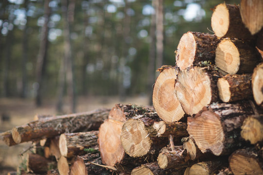 Fototapeta Promenade dans les bois