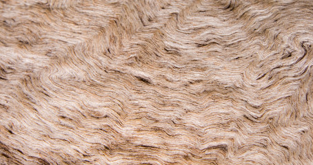 Close up to old stump surface texture, wooden texture