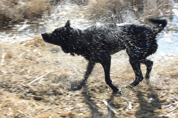 Dog Shake Shower
