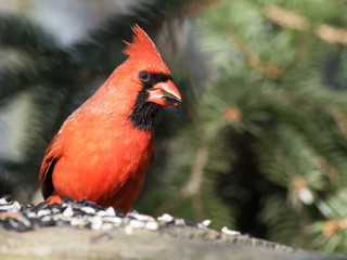 Male Northern Cardinal