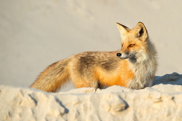 Red Fox on Beach