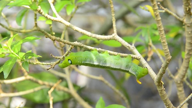 Green butterfly worm on tree.