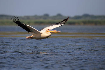 Fototapeta na wymiar Great White Pelican (Pelecanus onocrotalus) in flight over lake in natural habitat, Danube Delta Romania