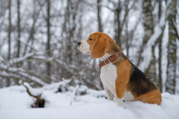 beautiful dog portrait Beagle