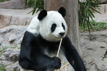 Sweet Giant Panda in Thailand