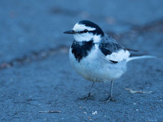 可愛いハクセキレイ