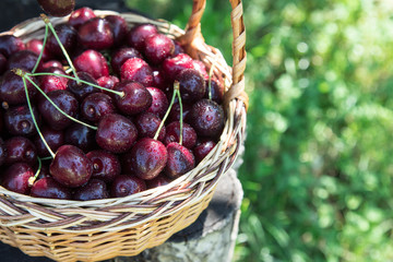 Closeup of cherries in a basket. basket with picked cherries