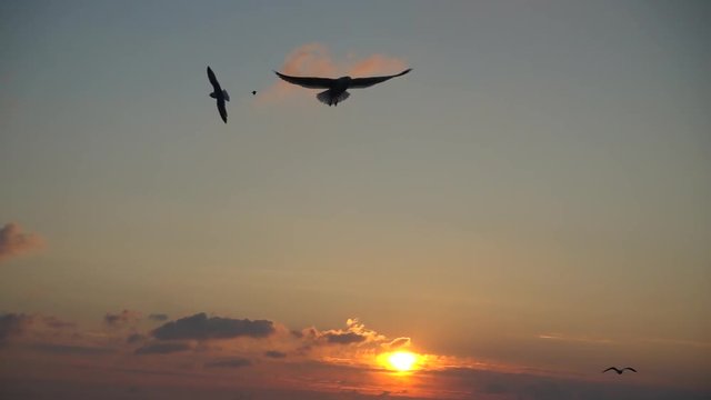 Seagulls fly over the sea. Slow motion. 240 fps.