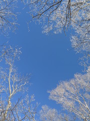 霧氷