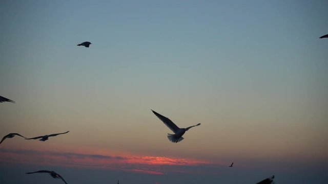 	Seagulls fly over the sea. Slow motion. 240 fps.