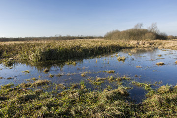 Swamp and grass in autumn