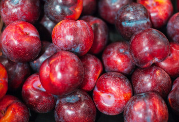 Red ripe  organic plums in the market.  Whole fresh plums harvest.  Food background