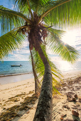 Palm at sunset on tropical beach. Summer vacation and holiday travel concept. 