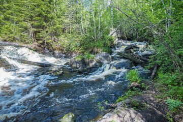Landscape with a river in the forest