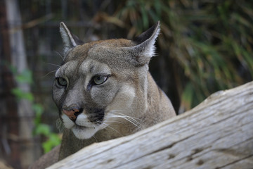 Puma (Puma concolor) Portrait