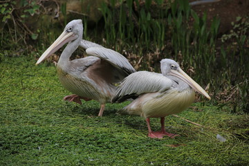 Brillenpelikan (Pelecanus conspicillatus) 