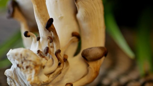 Roots mushroom,4k Close up shot, Slider equipment used.RL pan, Right slider dolly shot