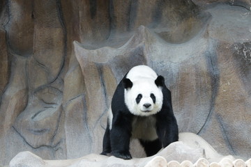 Female Giant Panda in Thailand