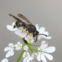 Potter wasp and coriander