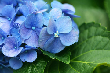 Fototapeta na wymiar Fresh sweet blue hydrangea flowers on green leaf for natural background