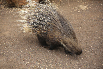 Stachelschweine (Hystricidae)