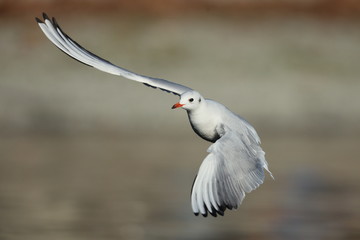 gabbiano in volo