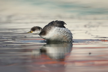 svasso collorosso in tuffo