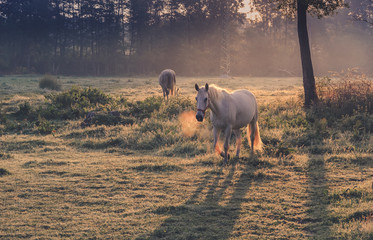 Foggy sunrise with horses