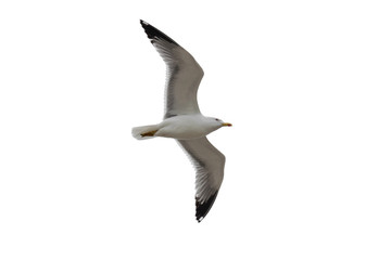 Isolated gull (Laridae) with wings outstretched