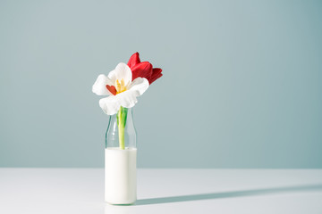 blooming red and white tulips in glass bottle with milk on grey