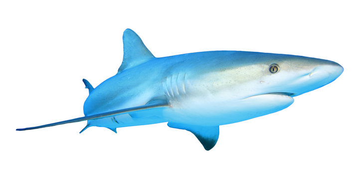 Shark isolated white background