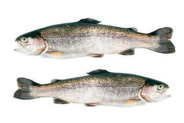 Trout fish isolated on white background. Top view.