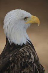 Weißkopfseeadler (Haliaeetus leucocephalus) Portrait