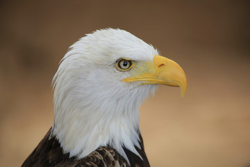 Weißkopfseeadler (Haliaeetus leucocephalus), Portrait