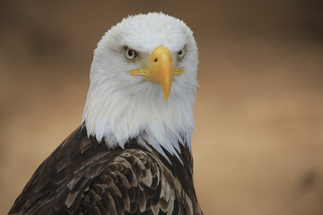 Weißkopfseeadler (Haliaeetus leucocephalus) Portrait
