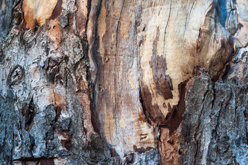 Old wood detailed texture background